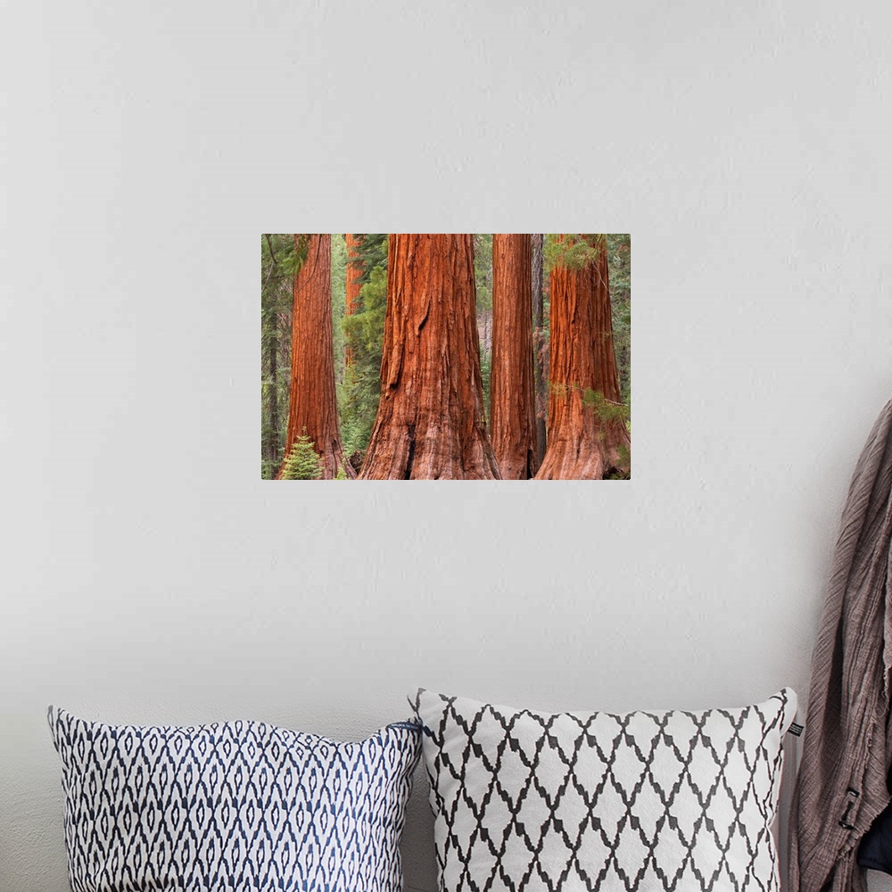 A bohemian room featuring Bachelor and Three Graces Sequoia tress in Mariposa Grove, Yosemite National Park, USA. Spring (J...