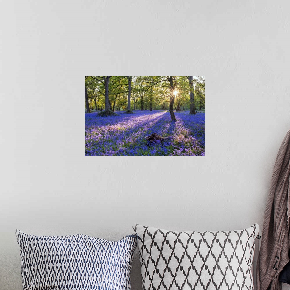 A bohemian room featuring Bluebell field, Oxfordshire, England, Europe