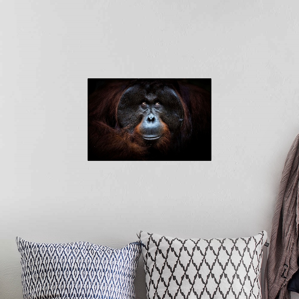A bohemian room featuring Bornean Orangutan Portrait, Tanjung Puting National Park