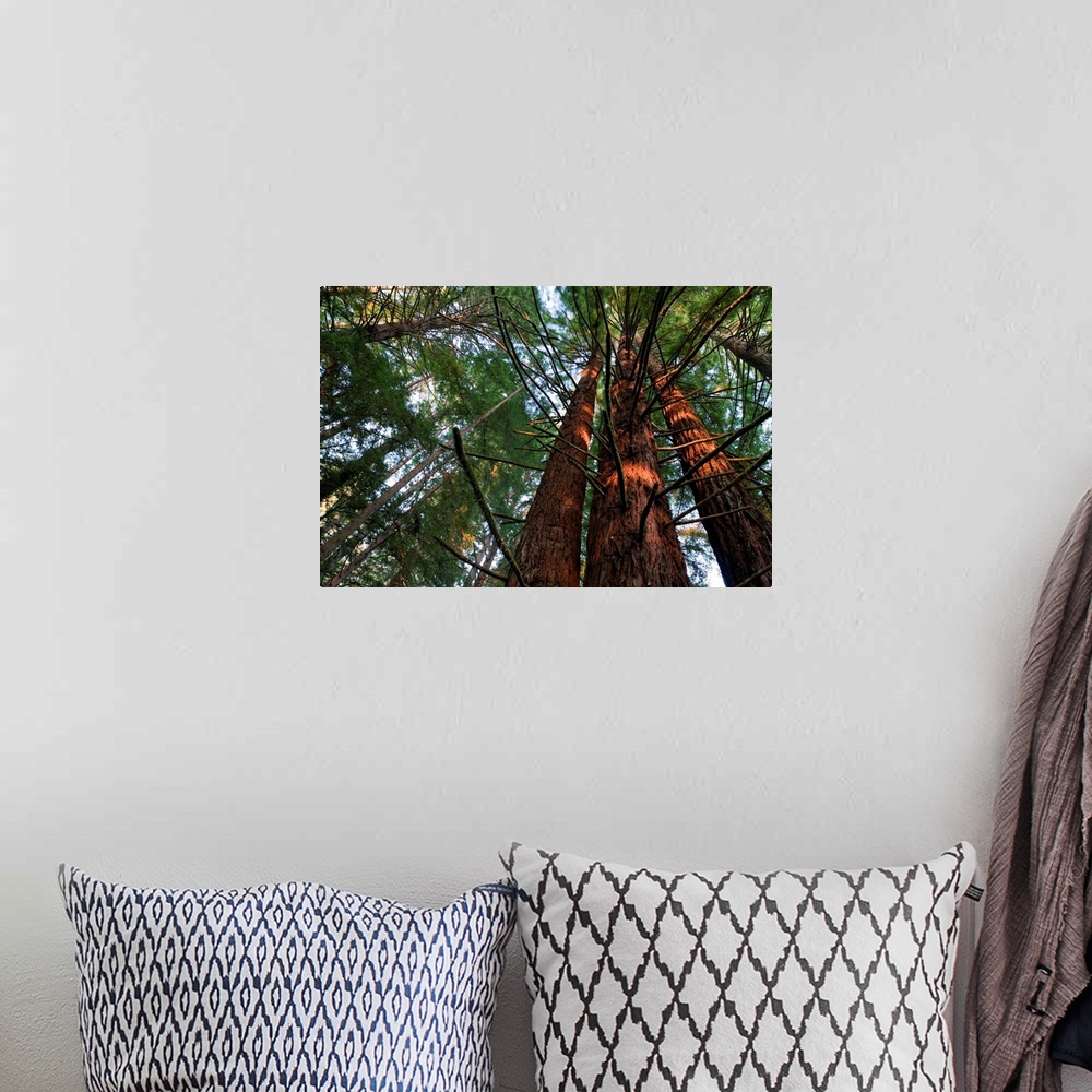 A bohemian room featuring Usa, California, Redwood National Park, Redwood Tree Forest