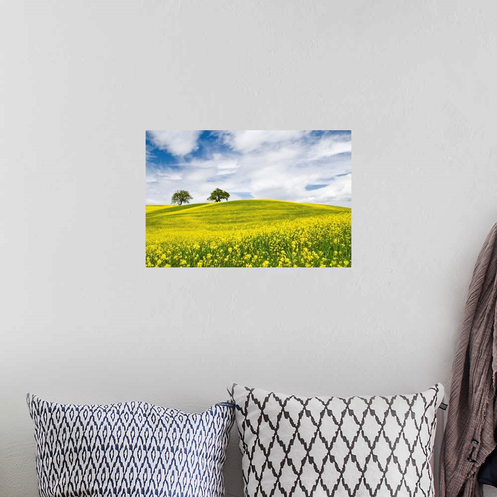 A bohemian room featuring Rape Fields in Orcia Valley, Tuscany, Italy