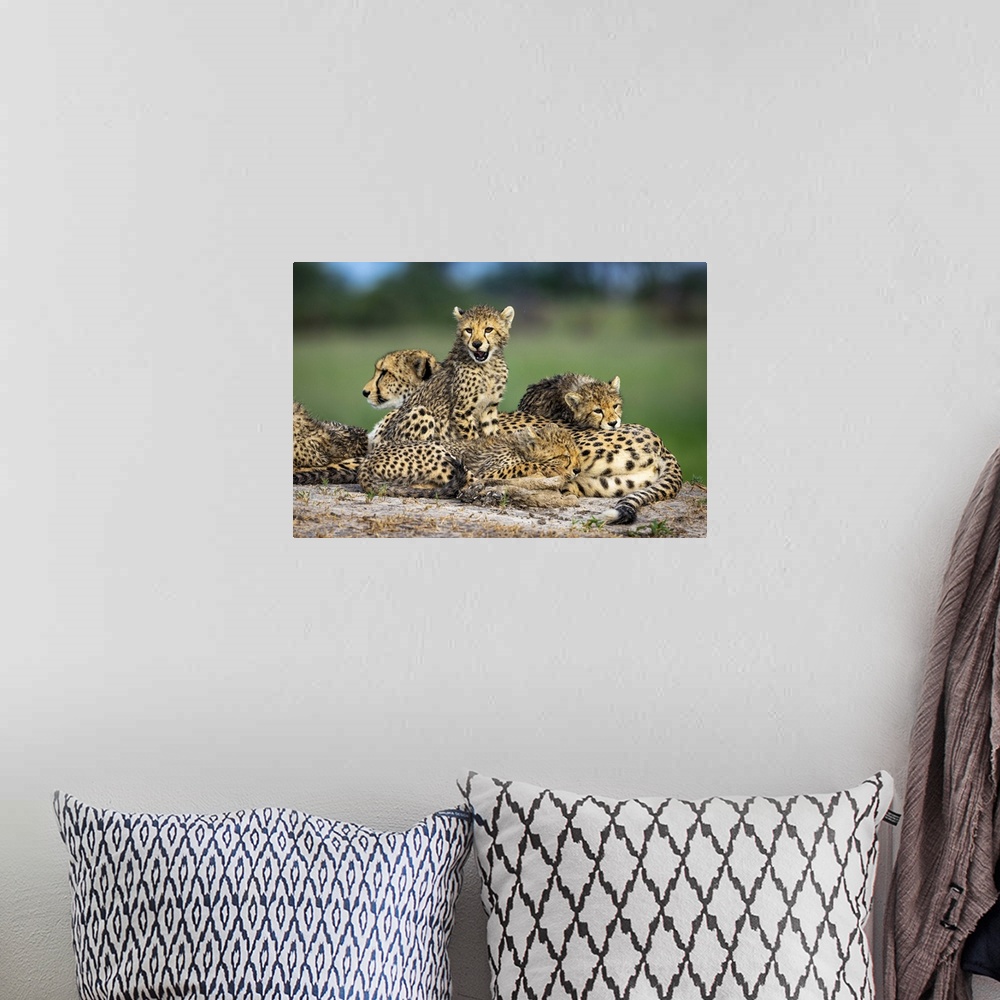 A bohemian room featuring Cheetah family, Okavango Delta, Botswana