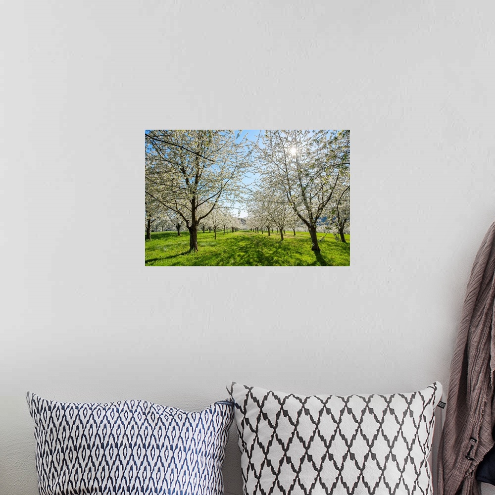 A bohemian room featuring Germany, Baden-Wurttemberg, Schliengen. Cherry blossoms in the Eggenertal valley near the village...