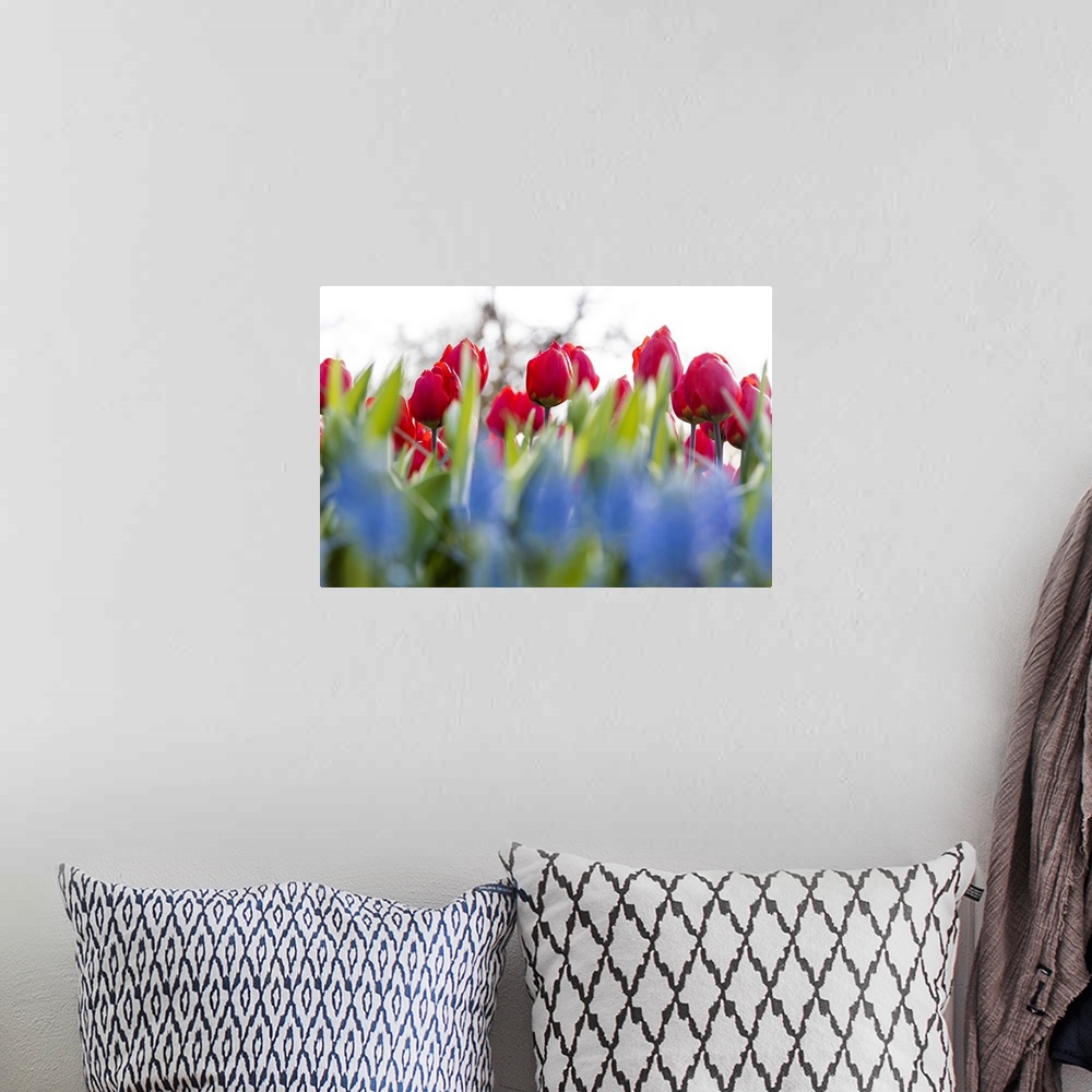 A bohemian room featuring Close up of red tulips in bloom at the Keukenhof Botanical garden Lisse South Holland The Netherl...