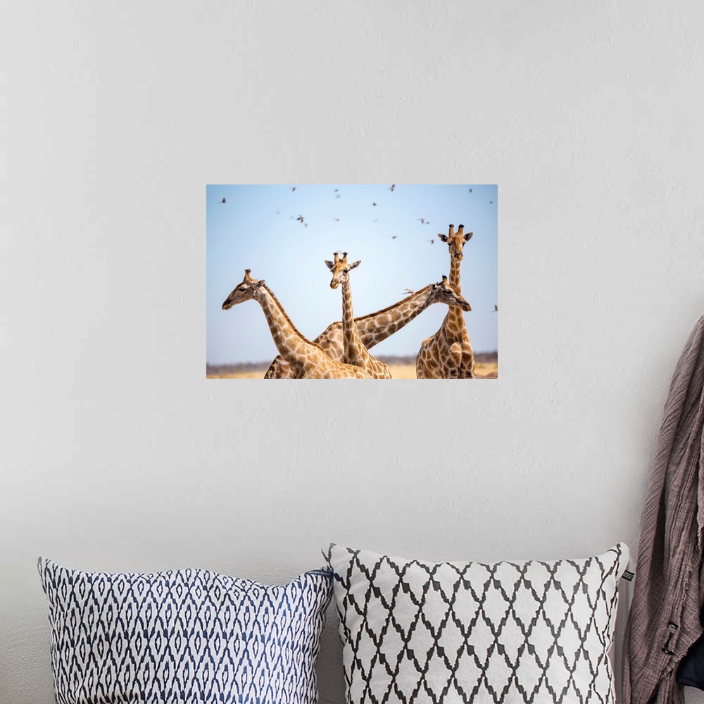 A bohemian room featuring Giraffe in Etosha, Namibia, Africa