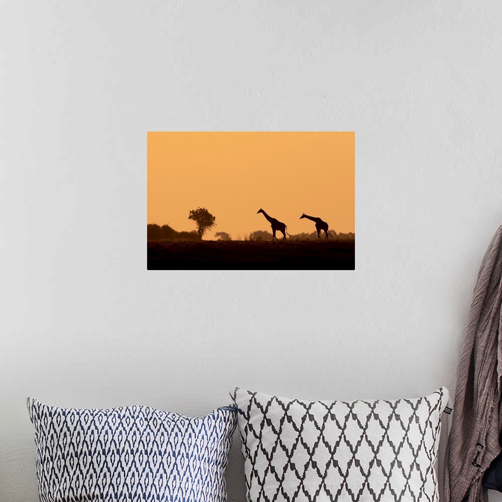A bohemian room featuring Giraffe silhouettes, Chobe River, Chobe National Park, Botswana