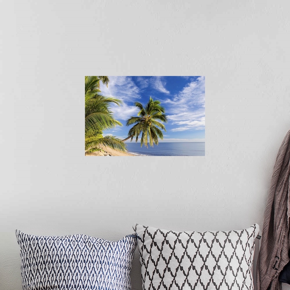 A bohemian room featuring Hanging palm tree, Holloways Beach, nr Cairns, Queensland, Australia