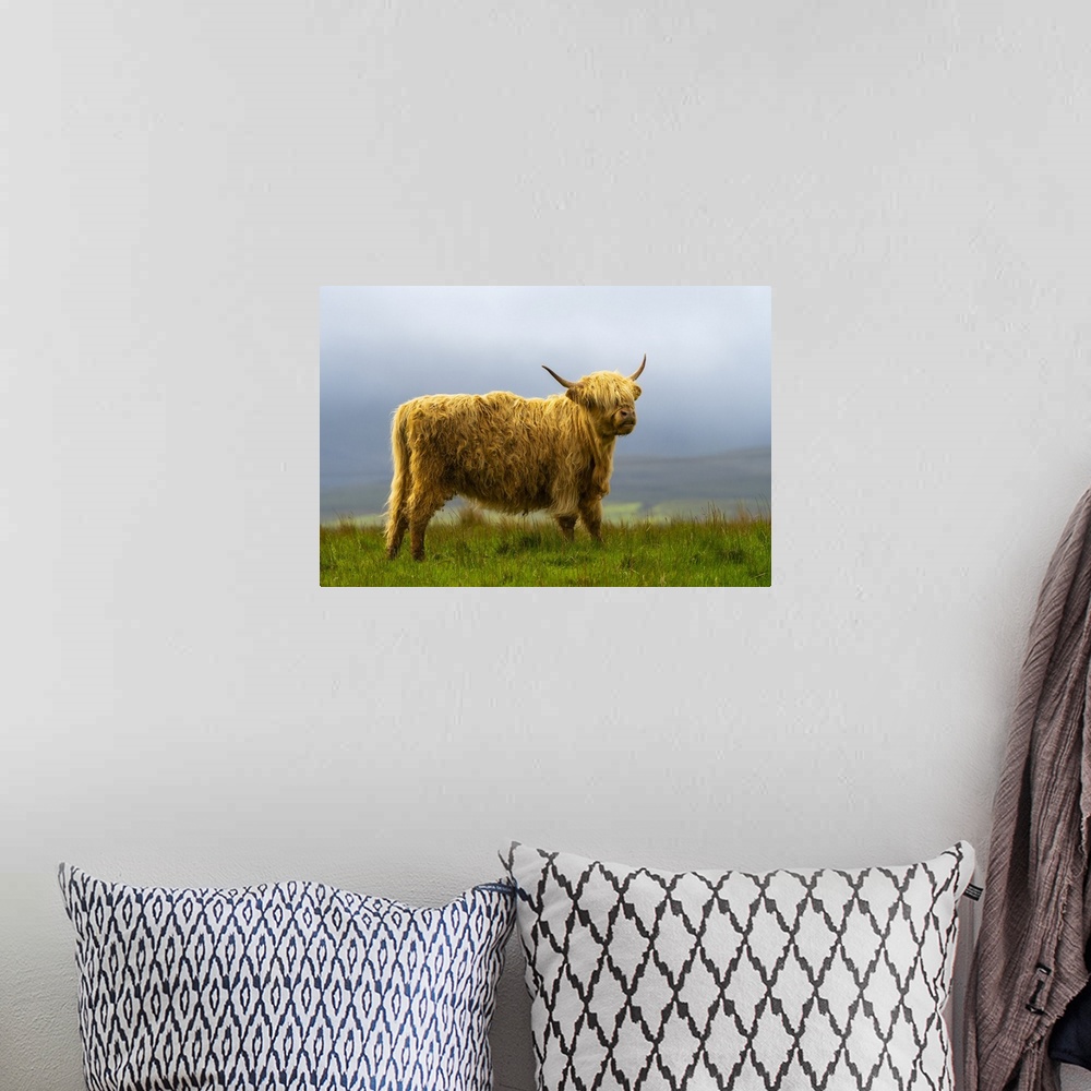 A bohemian room featuring Highland cattle on grassland, Digg, Isle of Skye, Scottish Highlands, Scotland, UK