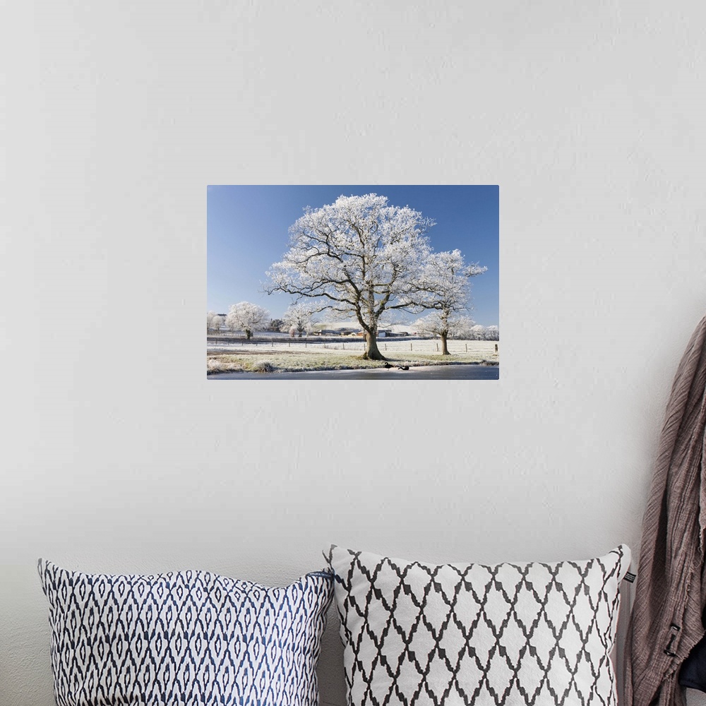A bohemian room featuring Hoar frosted tree on the banks of a frozen lake, Morchard Road, Devon, England. Winter