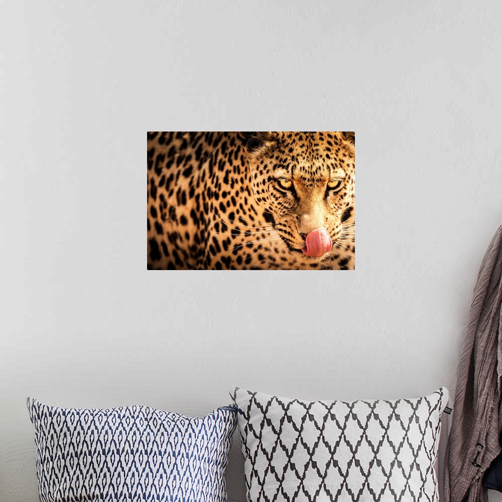 A bohemian room featuring Hungry leopard, Namibia