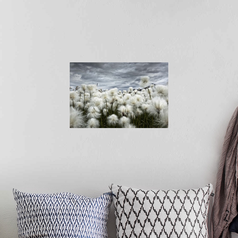 A bohemian room featuring Iceland , Landmannlaugar, Flowering of cottongrass and the Iceland sky, leaden and exciting.