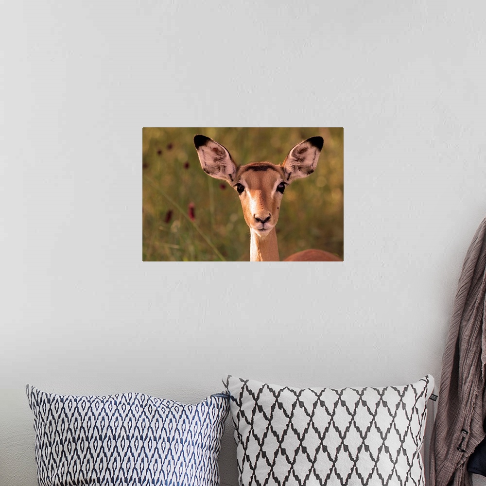 A bohemian room featuring Impala portrait, Ruaha National Park, Tanzania - an alert ewe stares directly at the camera.