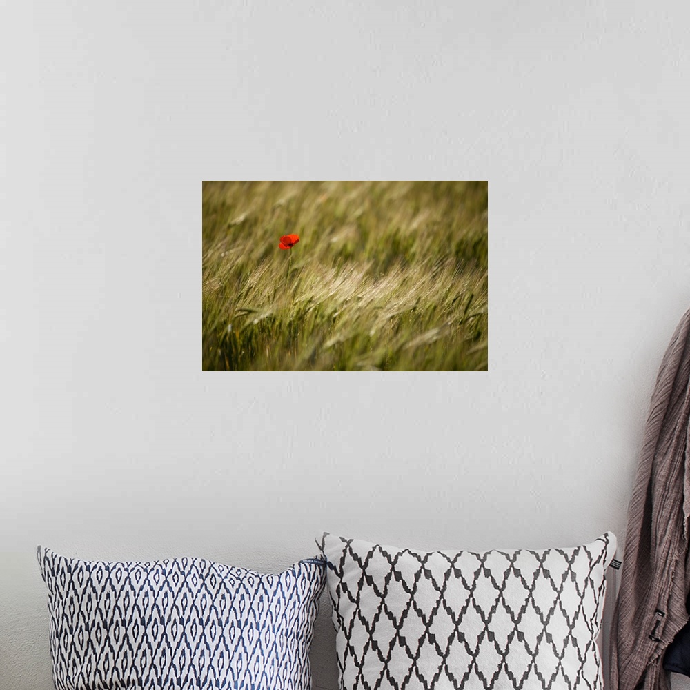 A bohemian room featuring Italy, Umbria, Norcia. A single poppy in a field of barley near Norcia.