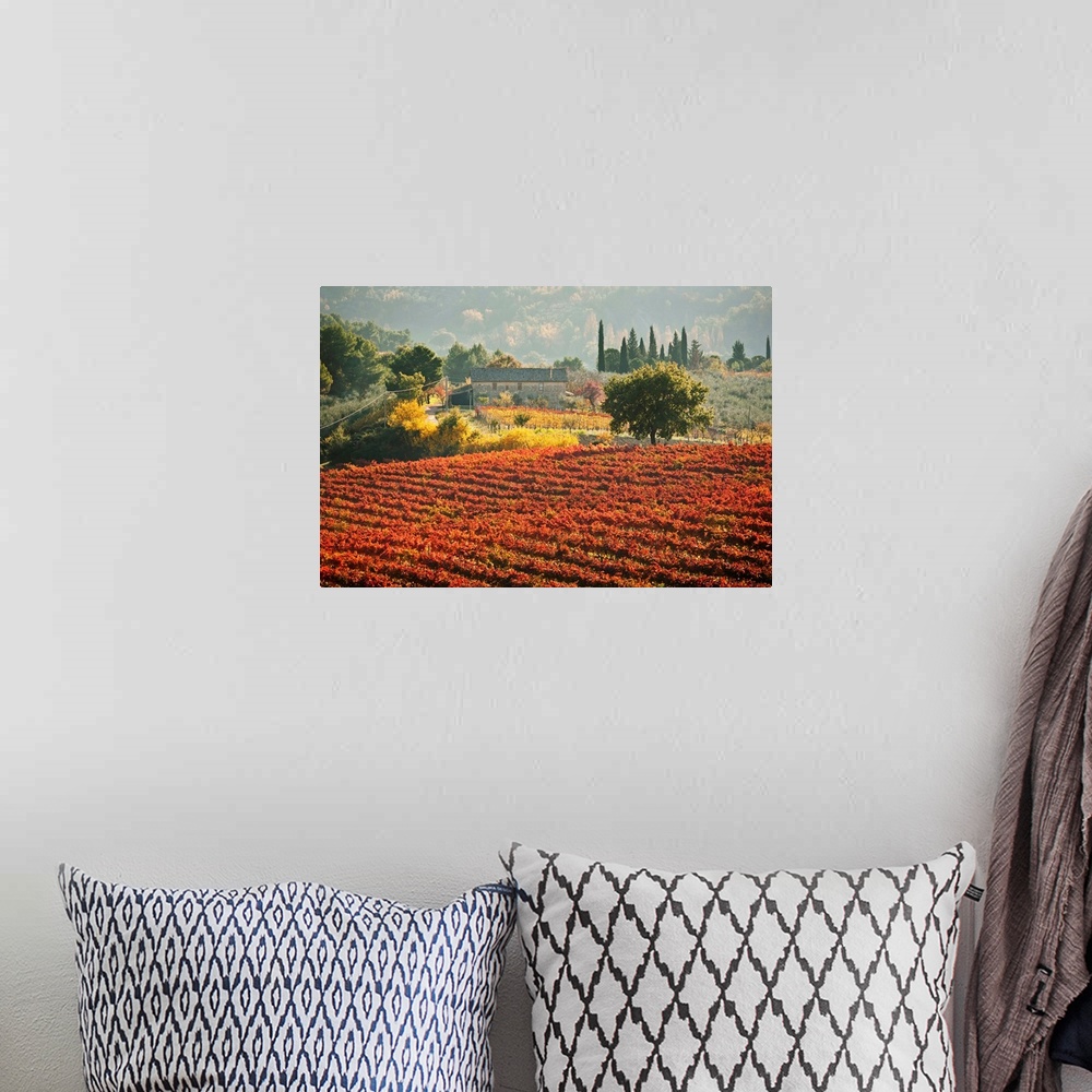 A bohemian room featuring Italy, Umbria, Perugia district. Autumnal Vineyards near Montefalco