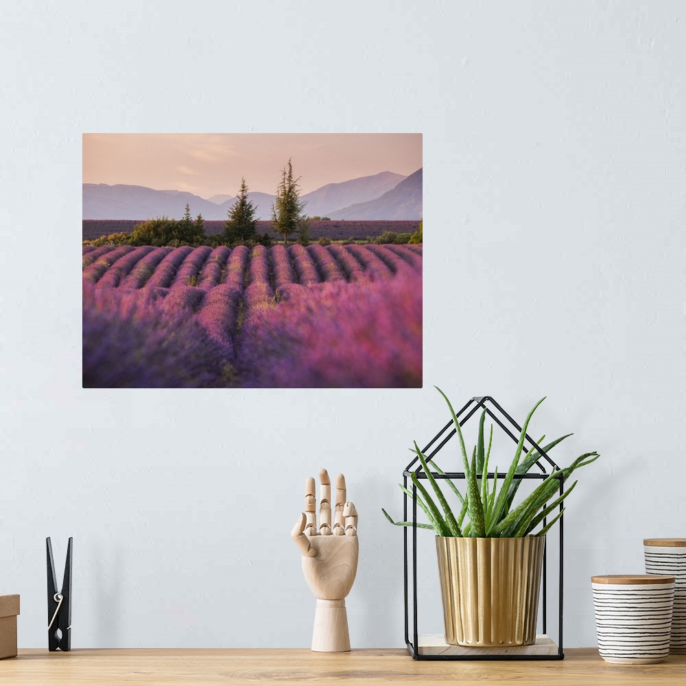 A bohemian room featuring Lavender fields in late evening sunlight, Plateau de Valensole, Provence-Alpes-Cote d'Azur, France