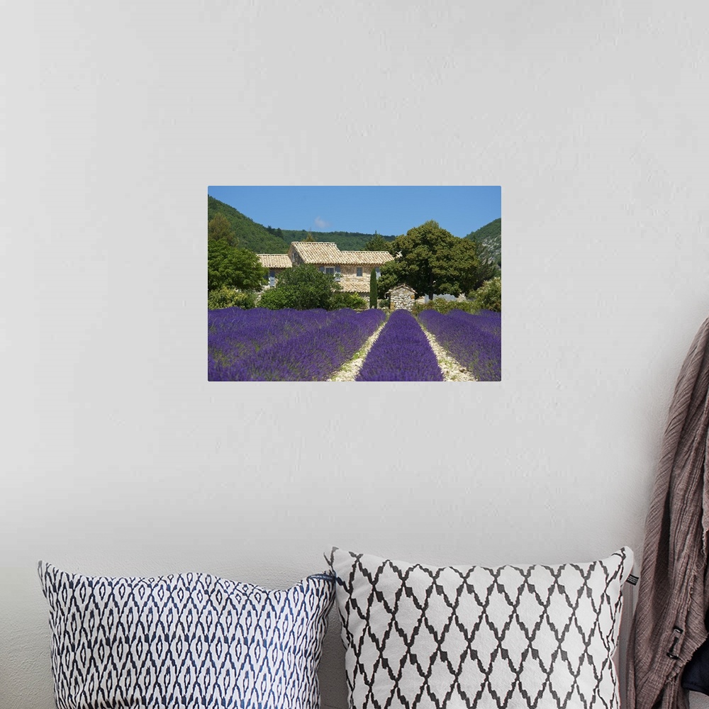 A bohemian room featuring Lavender near Banon, Provence, Provence-Alpes-Cote d'Azur, France