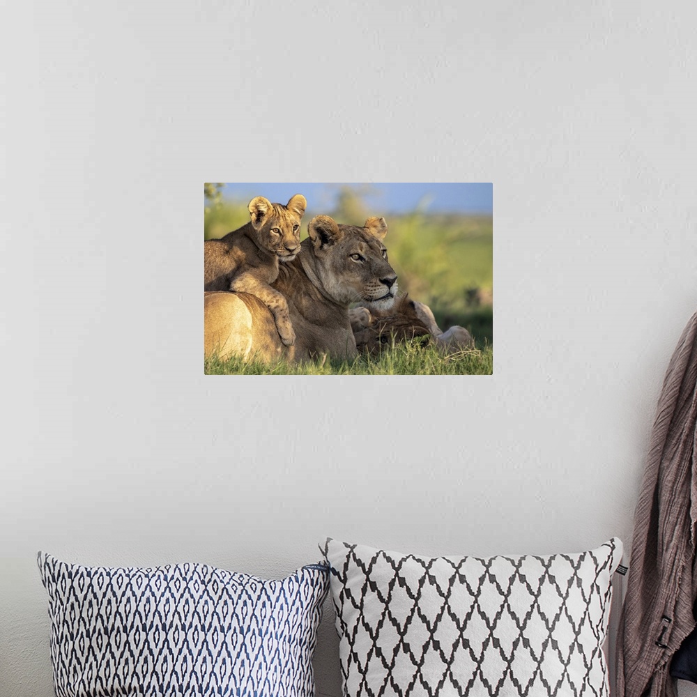 A bohemian room featuring Lion cub lying on its mother, Okavango Delta, Botswana