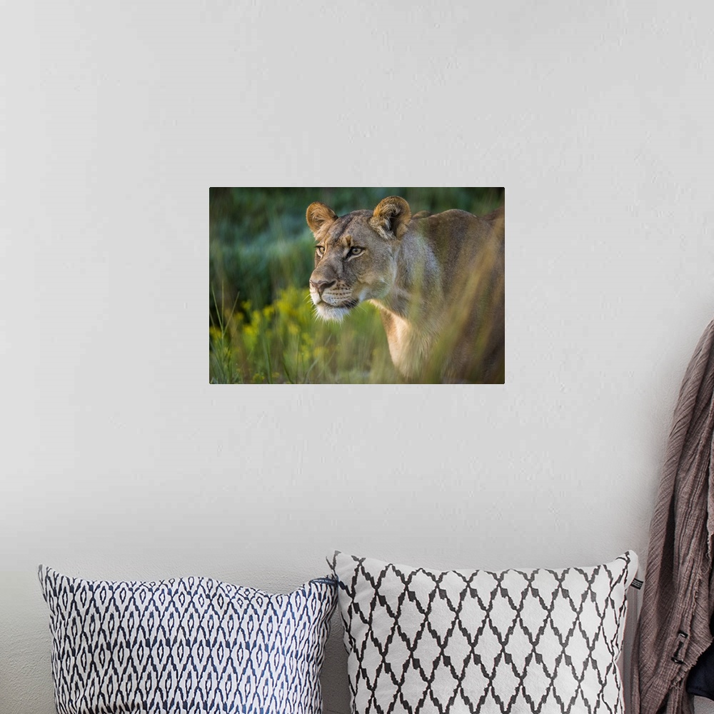 A bohemian room featuring Lioness in grassland, Liuwa Plain National Park, Zambia.