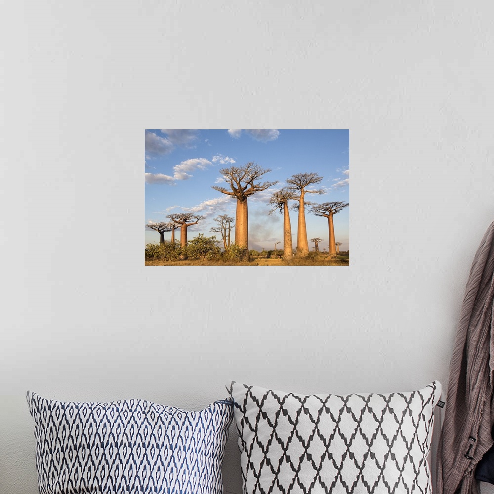 A bohemian room featuring Madagascar, Morondava, Les All....e des Baobabs at sundown