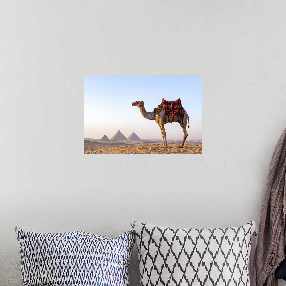 A bohemian room featuring Man and his camel at the Pyramids of Giza, Giza, Cairo, Egypt