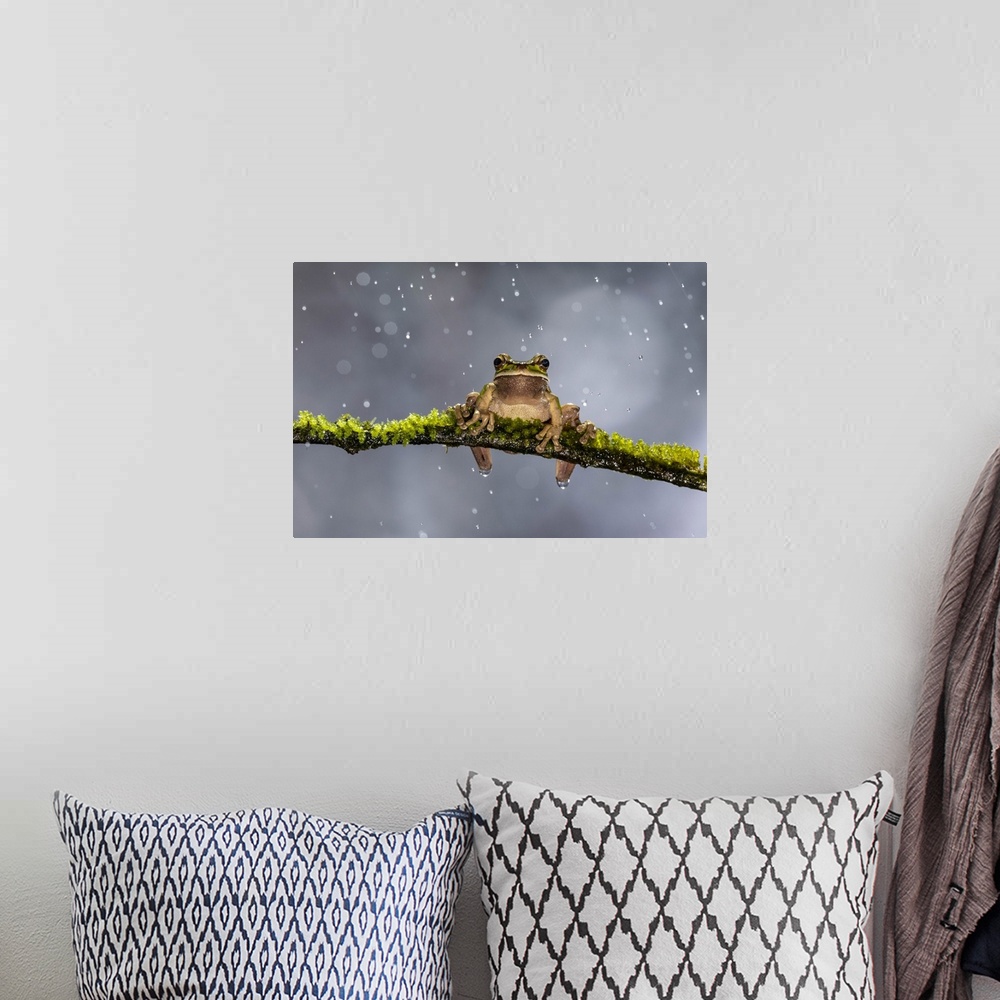 A bohemian room featuring Masked Treefrog, Smilisca phaeota, in rain shower, Cloud Forest, Costa Rica.