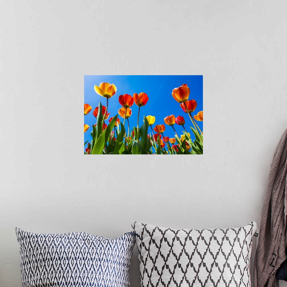 A bohemian room featuring Netherlands, North Holland, Callantsoog. Multicolored tulips flower against a blue sky, near the ...