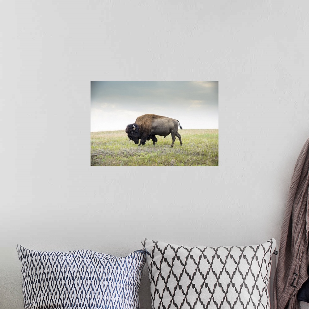 A bohemian room featuring North Dakota, Bison, Theodore Roosevelt National Park, South Unit