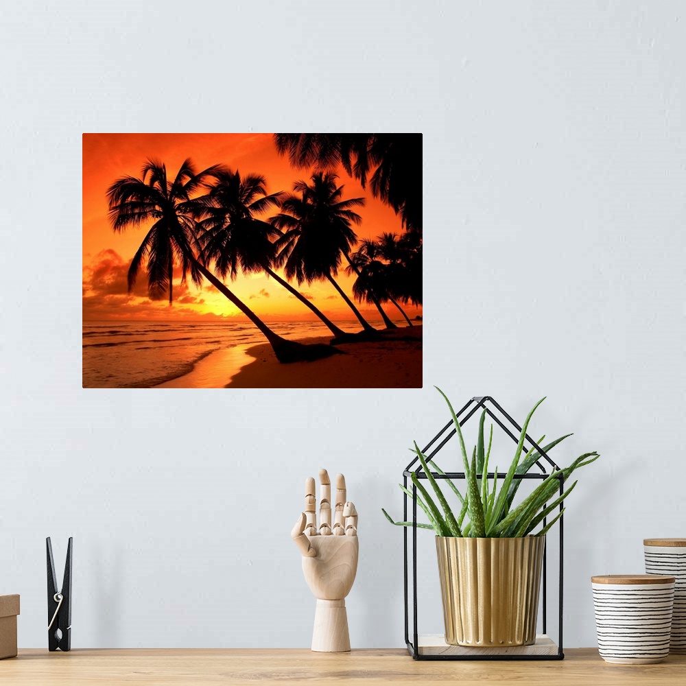 A bohemian room featuring Palm Trees At Sunset, Barbados, West Indies