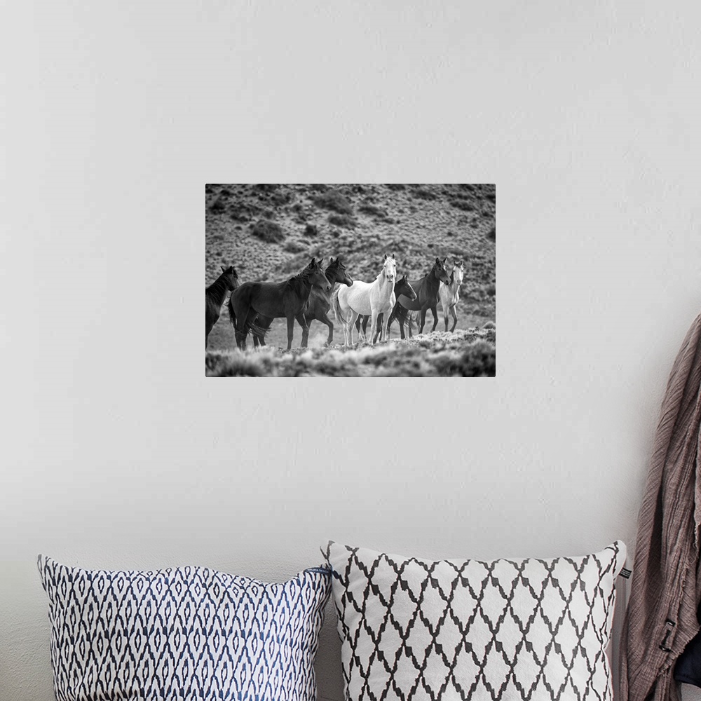 A bohemian room featuring South America, Patagonia, Argentina, Santa Cruz, wild horses near Cueva de los Manos.