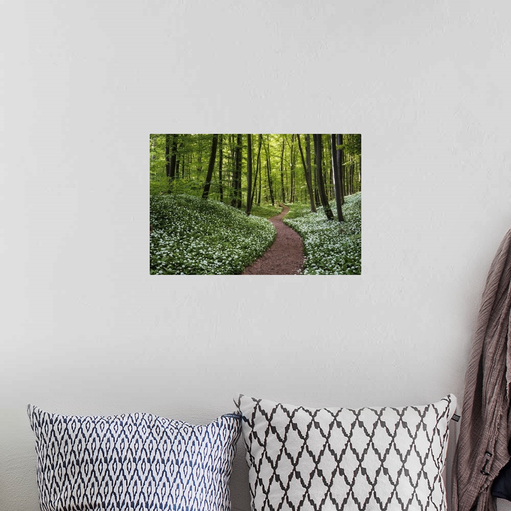 A bohemian room featuring Path through beech forest with blooming wild garlic (Allium ursinum), Hainich National Park, Thur...