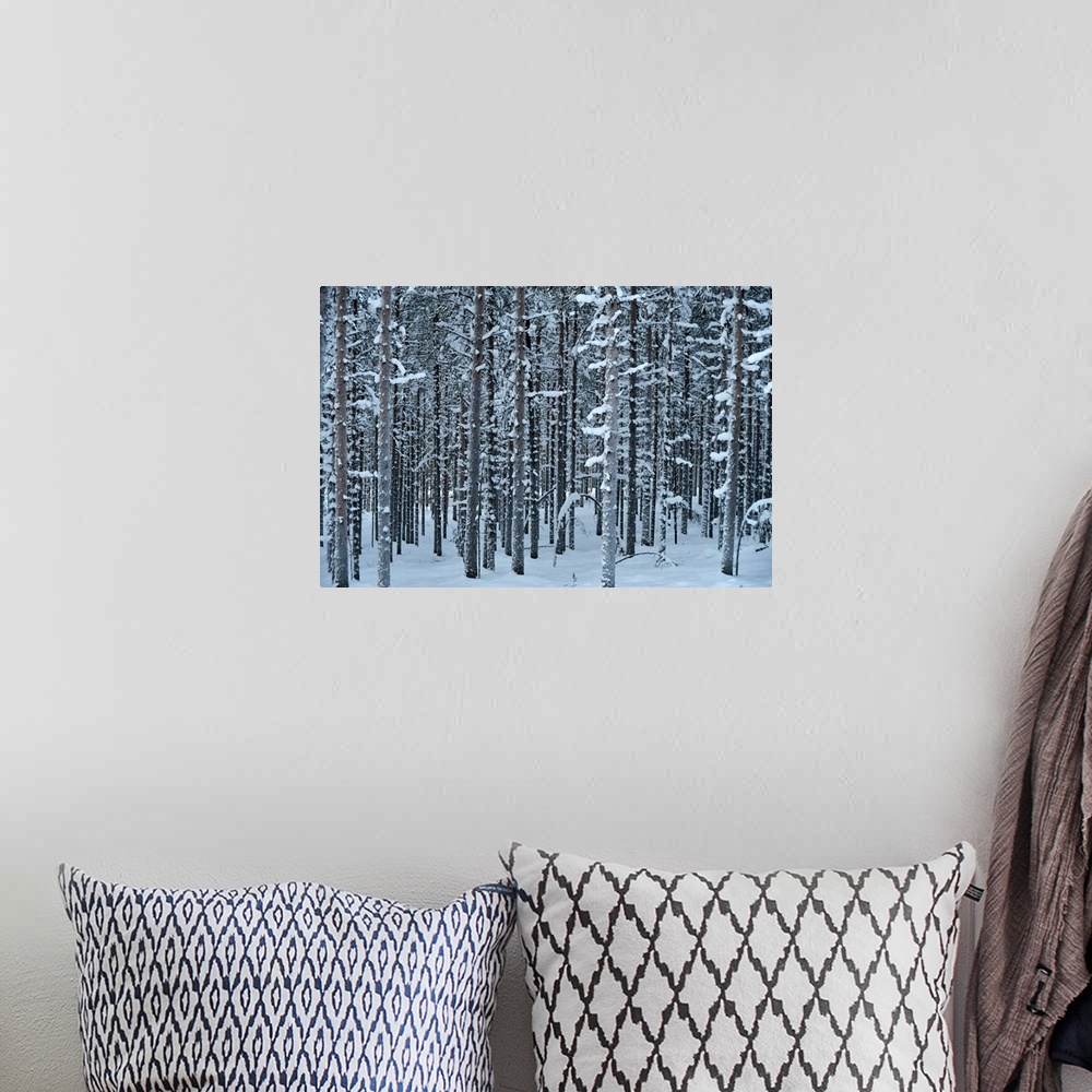 A bohemian room featuring Pattern trees with snow (close to Rovaniemi) Lapland, Finland.