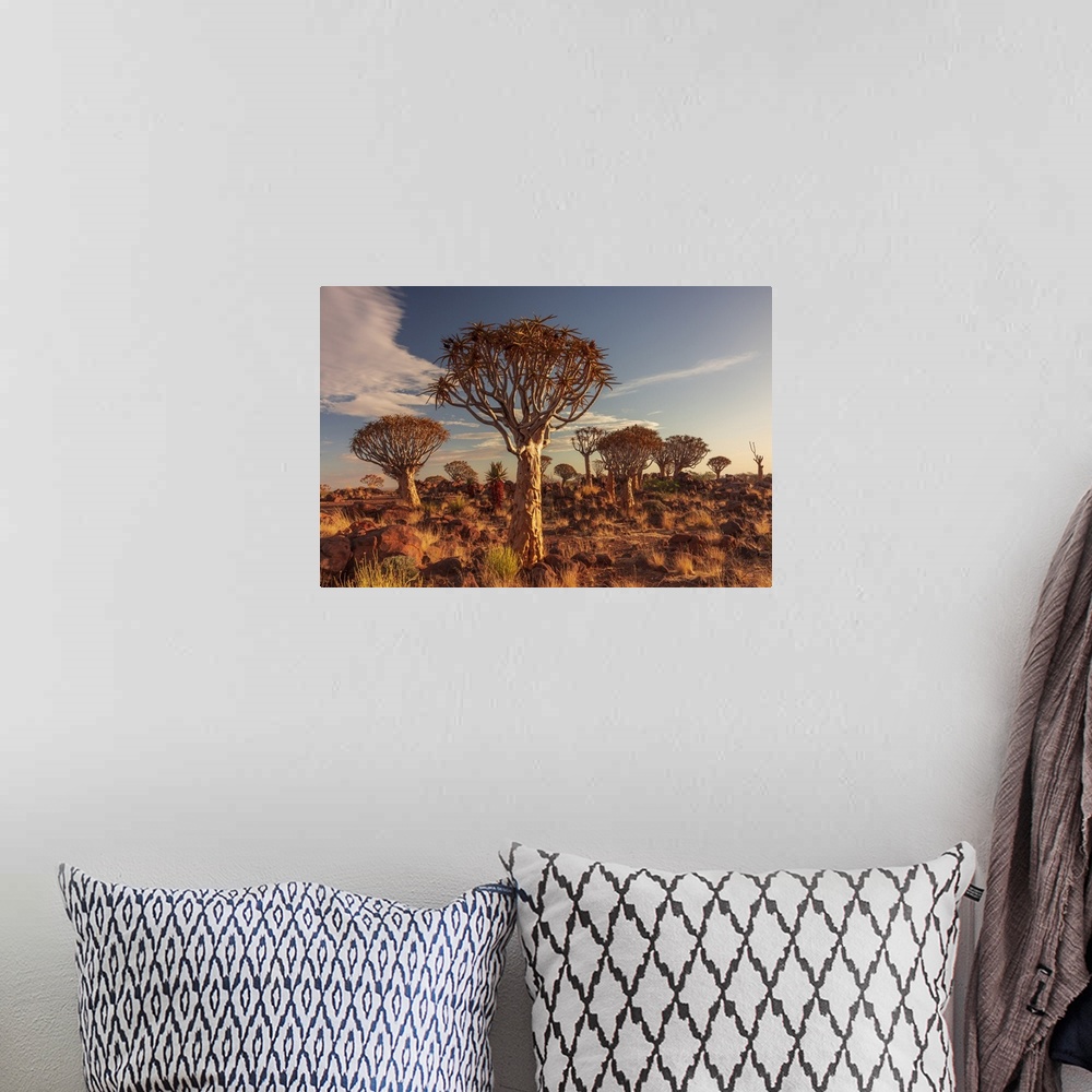 A bohemian room featuring Namibia, Quiver tree (Kokerboom) at sunset - Namibia, Karas, Keetmanshoop, Giants Playground - Namib