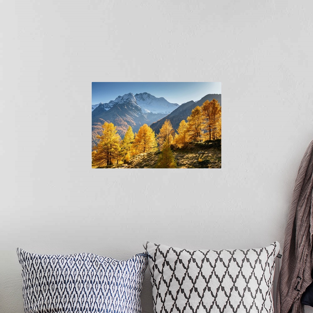 A bohemian room featuring Red larches with snowy Mount Disgrazia in the background,  Malenco Valley,  Valtellina, Sondrio, ...