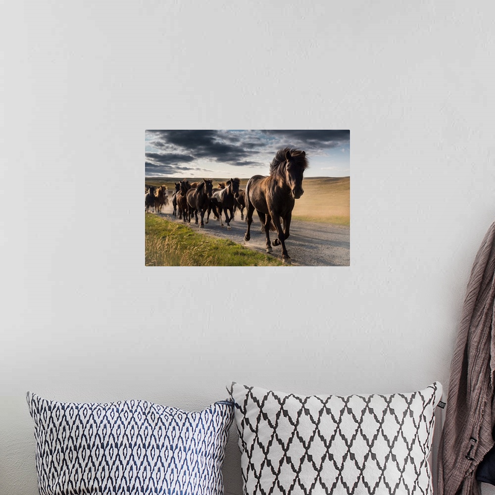 A bohemian room featuring Running icelandic horses, Iceland.