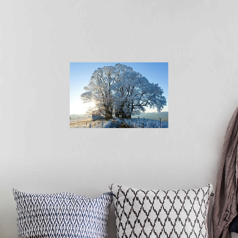 A bohemian room featuring Snow covered tree on Downham Hill, Uley, Gloucestershire, UK