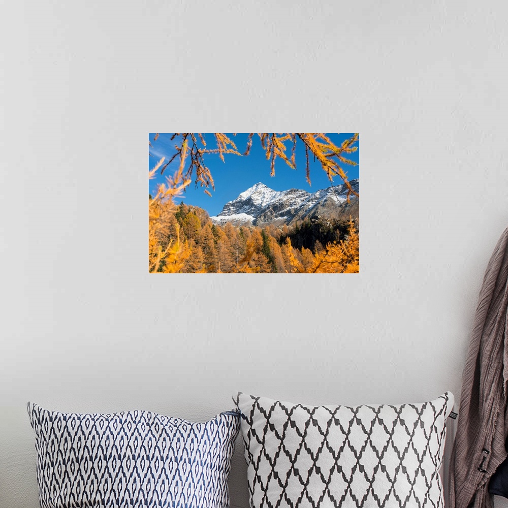 A bohemian room featuring Snowy Scalino peak framed by red larches, malenco valley, valtellina, sondrio, lombardy, italy