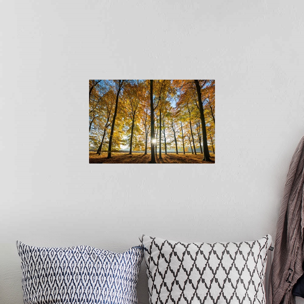 A bohemian room featuring Sunburst Through Autumn Trees, Thetford Forest, Norfolk, England