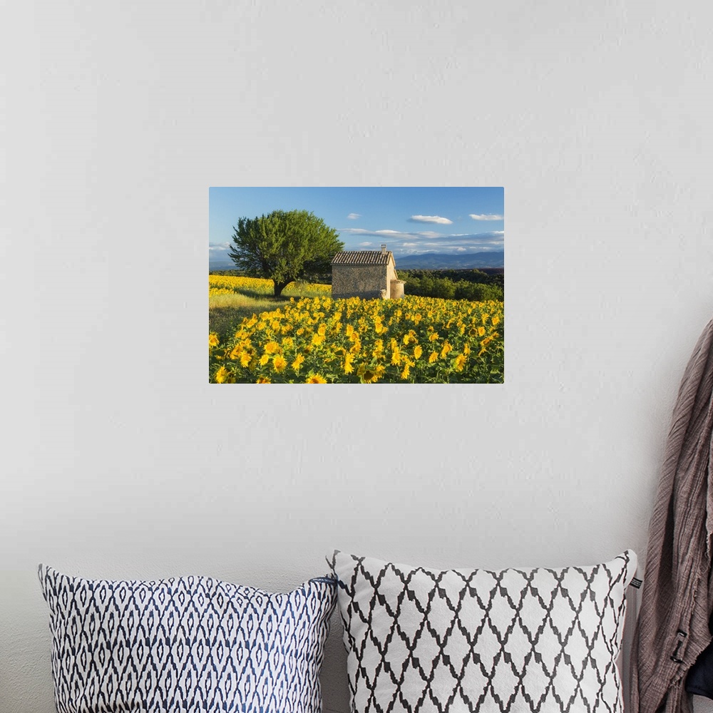 A bohemian room featuring Sunflowers, Valensole Plateau, Provence, France