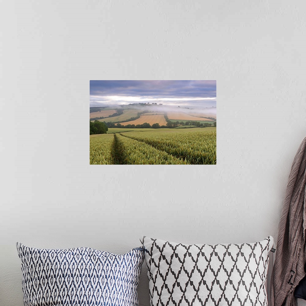 A bohemian room featuring Wheat field and rolling countryside at dawn, Devon, England. Summer (July)