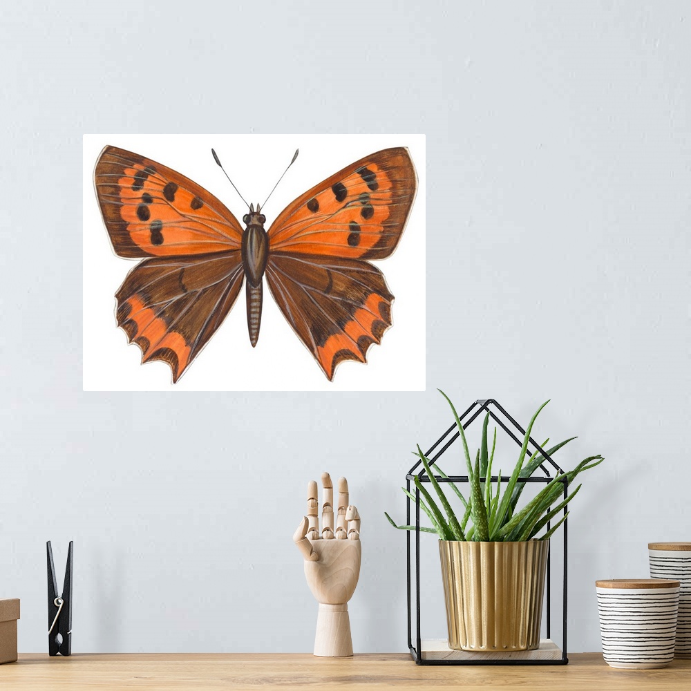 A bohemian room featuring American Copper Butterfly (Lycaena Hypophlaea)