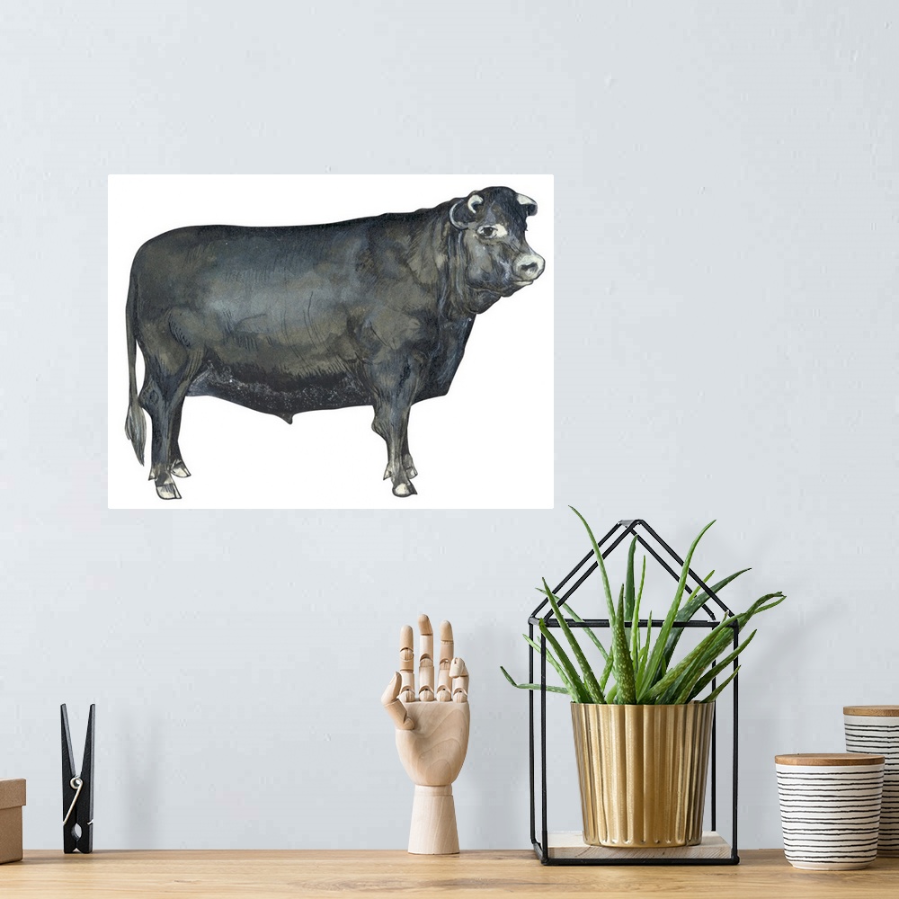 A bohemian room featuring Beef Cattle (Bos Taurus)