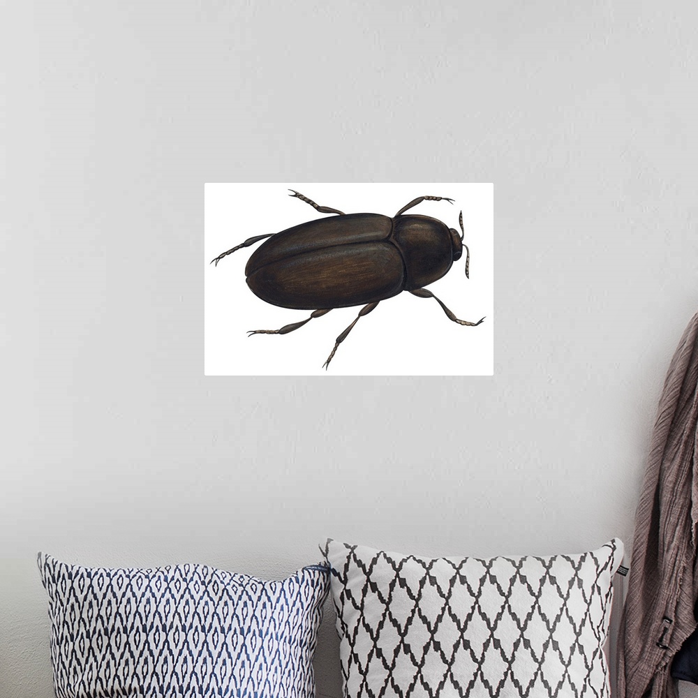 A bohemian room featuring Black Carpet Beetle (Attagenus Unicolor)