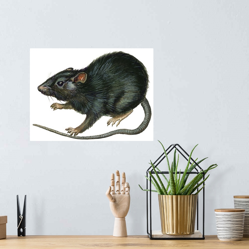 A bohemian room featuring Black Rat (Rattus Rattus)