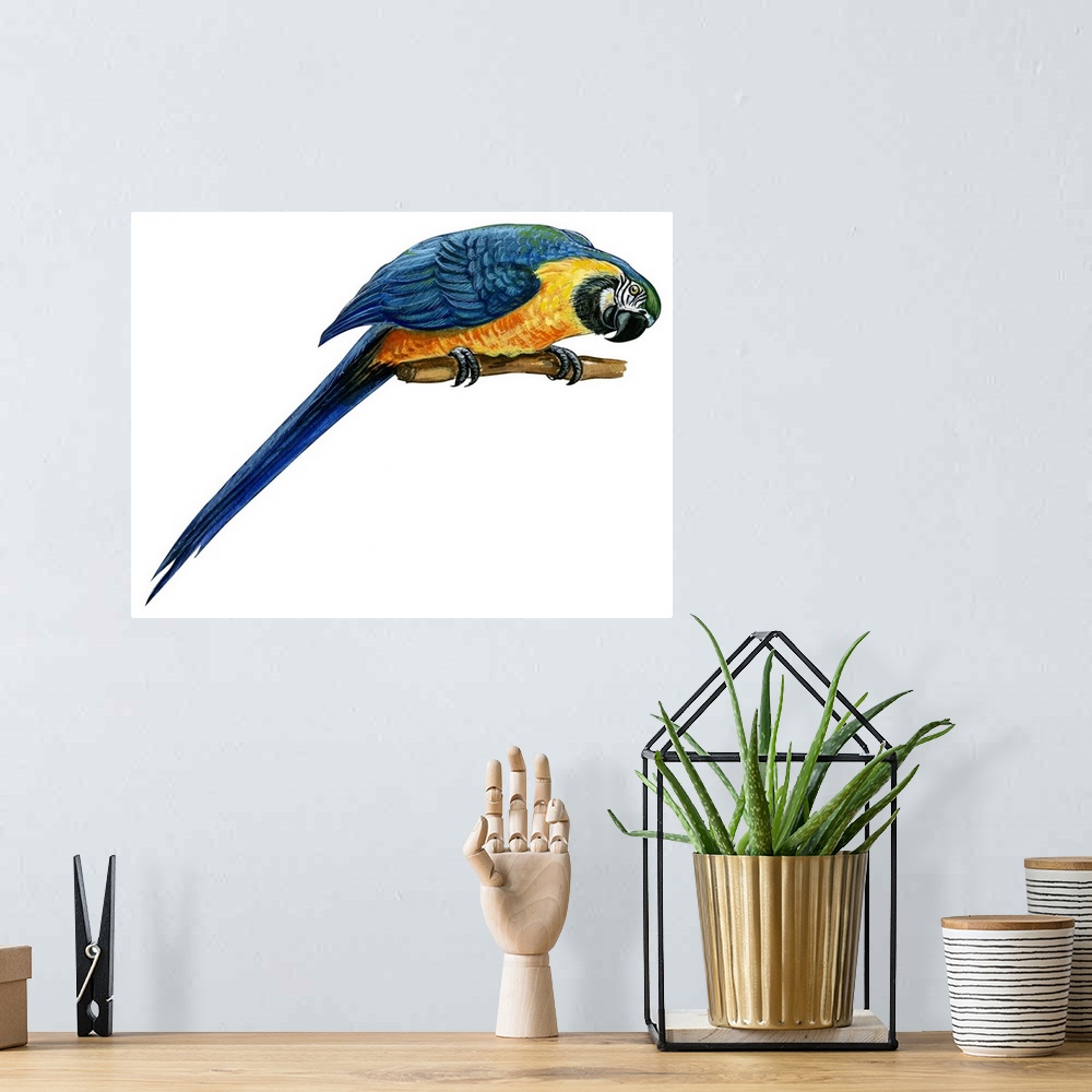 A bohemian room featuring Educational illustration of the blue-and-yellow macaw.