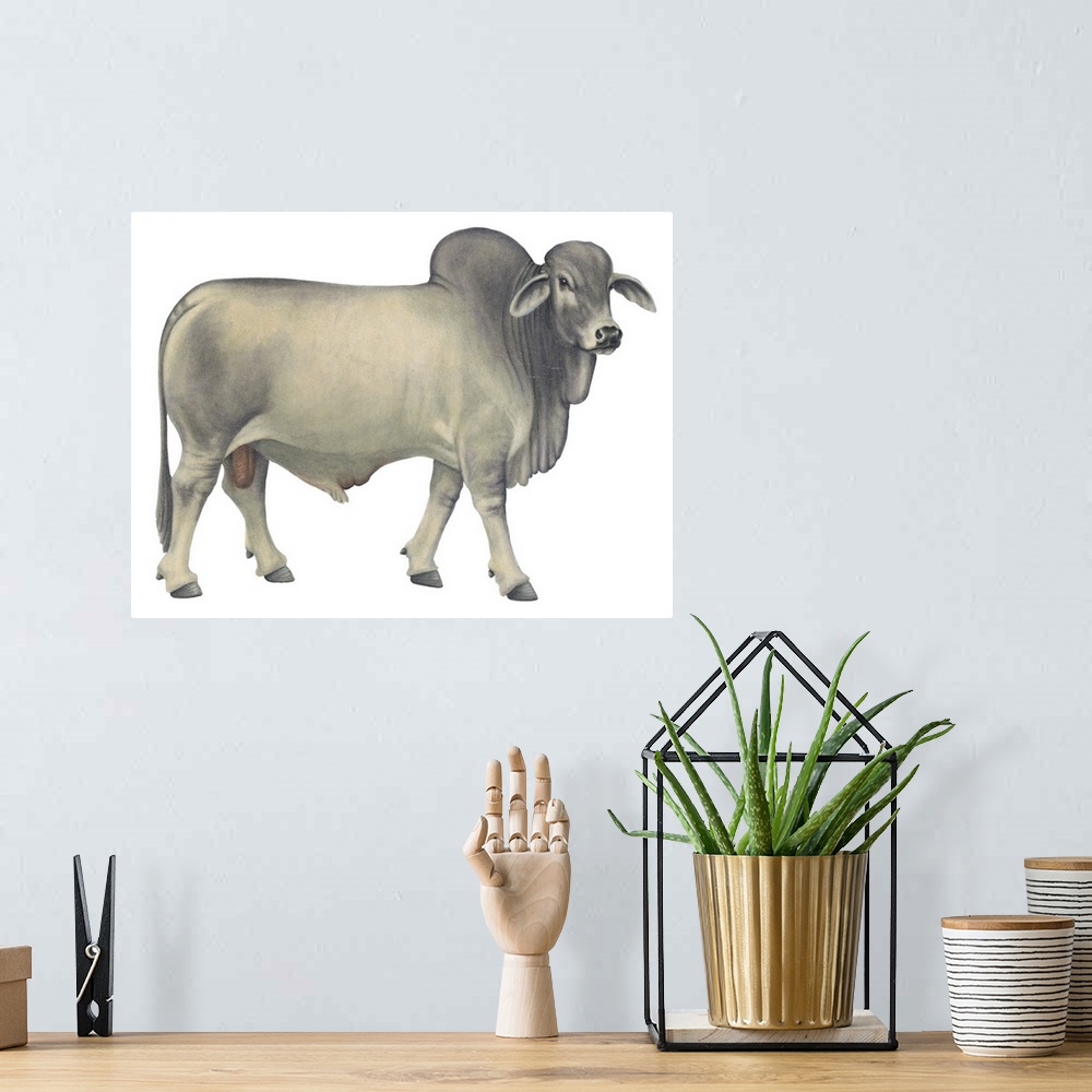 A bohemian room featuring Brahman Bull, Beef Cattle