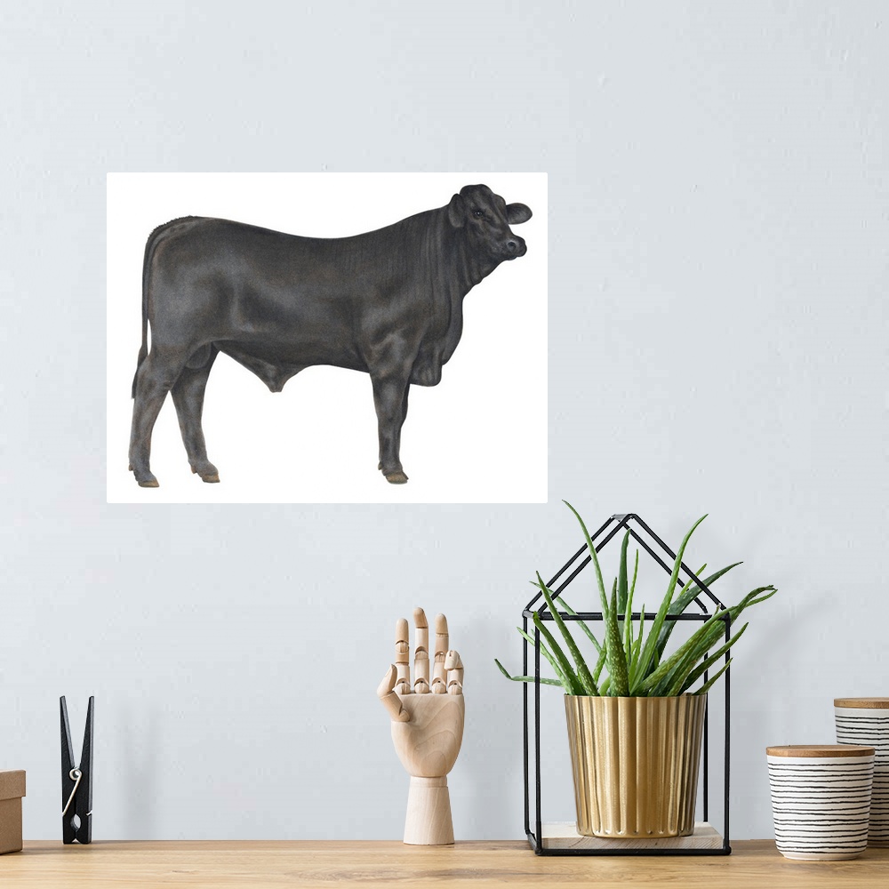A bohemian room featuring Brangus Bull, Beef Cattle