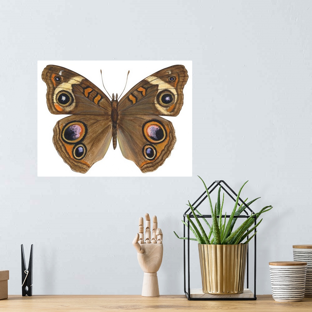 A bohemian room featuring Buckeye Butterfly (Precis Lavinia)