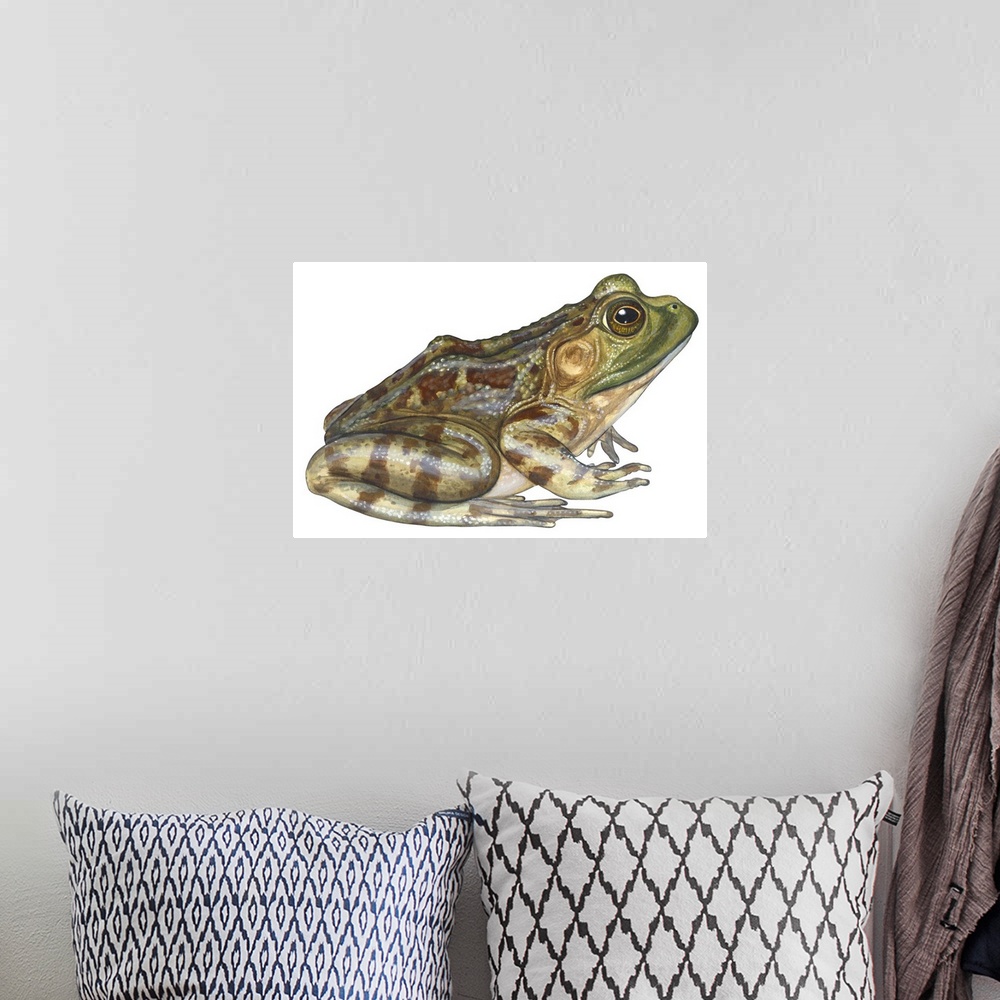 A bohemian room featuring An illustration from Encyclopaedia Britannica of a bullfrog.