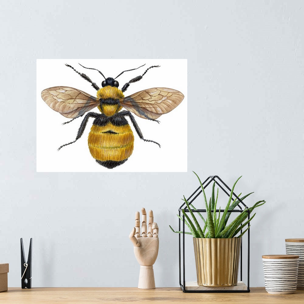 A bohemian room featuring Bumblebee (Bombus Pennsylvanicus)
