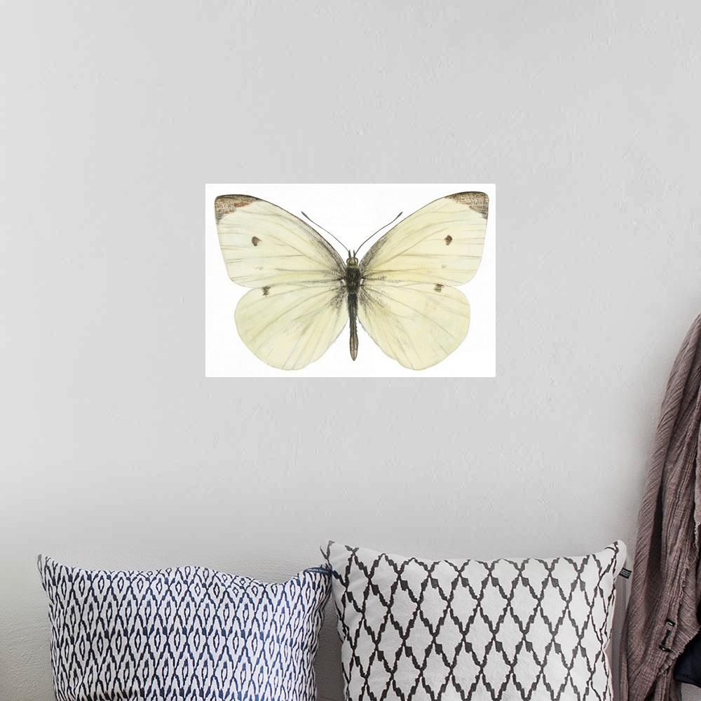 A bohemian room featuring Cabbage Butterfly (Pieris Rapae)